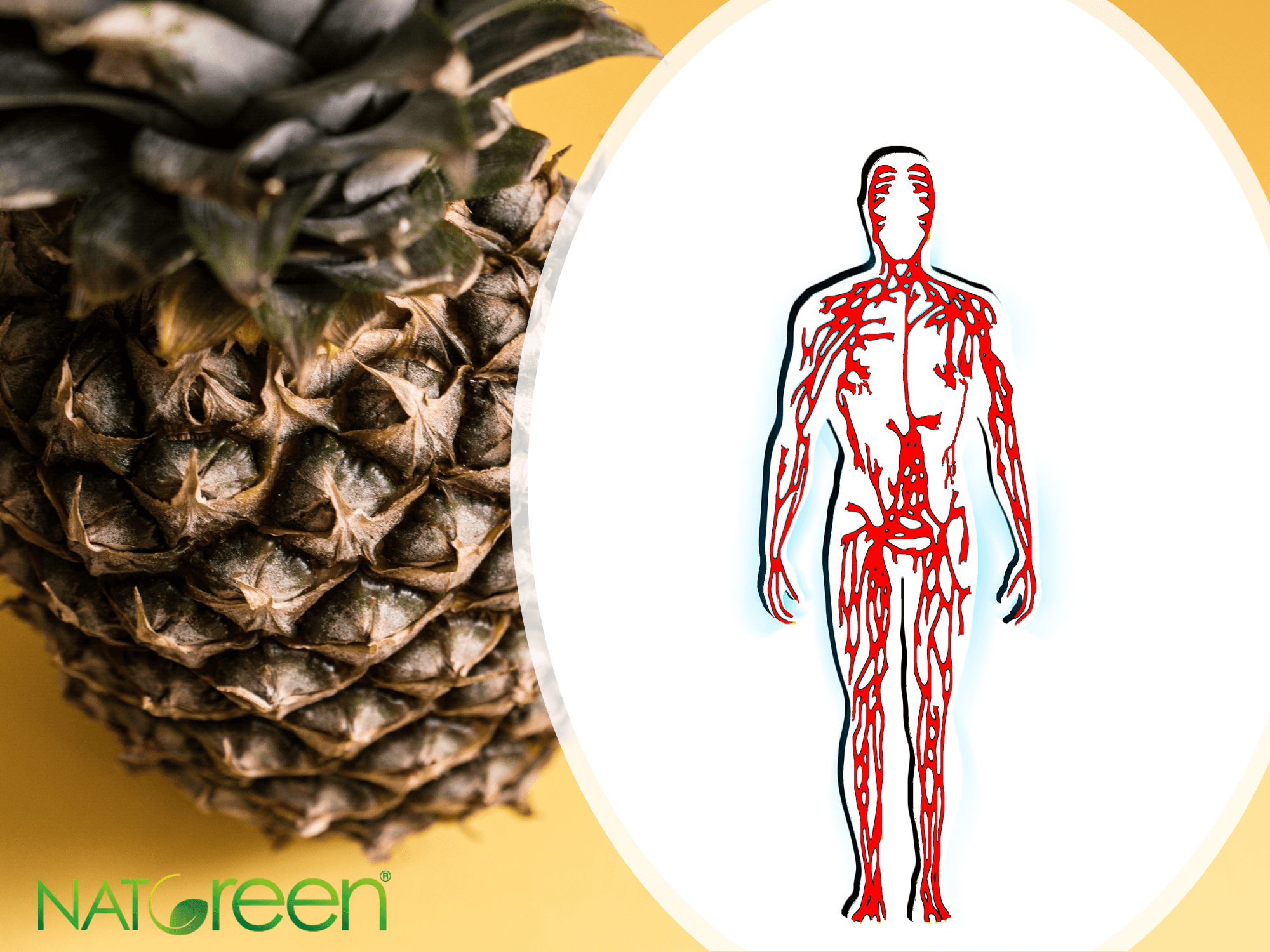 Gli Antociani E La Bromelina Migliorano L Ossigenazione Muscolare Natgreen