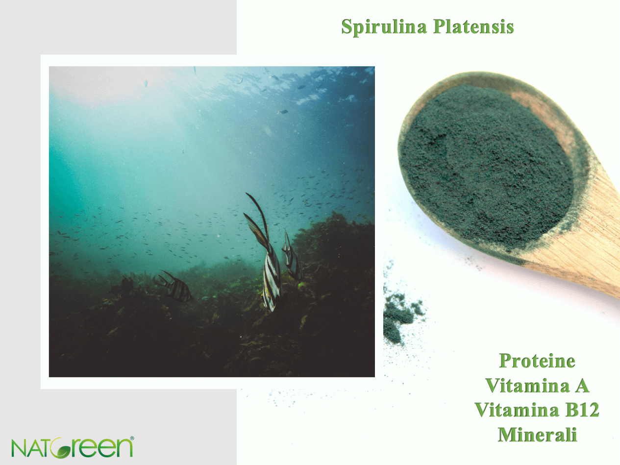 La Spirulina platensis è considerata un alimento eccellente Natgreen